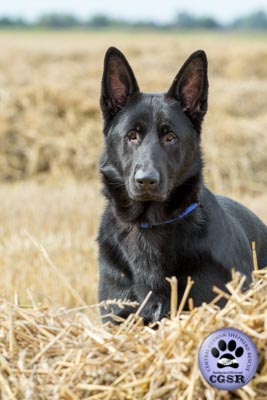 Central German Shepherd Rescue introduce Saxon, a young German Shepherd who has not had the best start. Given the right owner and training he will make a wonderful pet.