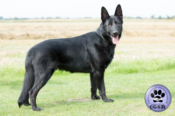 Central German Shepherd Rescue introduce Saxon, a young German Shepherd who has not had the best start. Given the right owner and training he will make a wonderful pet.