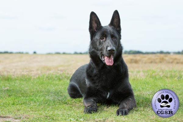 Central German Shepherd Rescue introduce Saxon, a young German Shepherd who has not had the best start. Given the right owner and training he will make a wonderful pet.