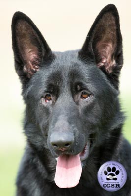 Saxon - successfully adopted from Central German Shepherd Rescue