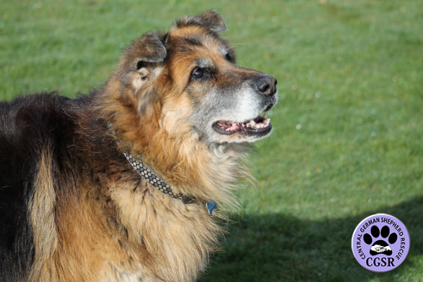 Shadow - Central German Shepherd Rescue - CGSR