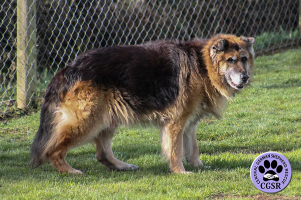 Shadow - Central German Shepherd Rescue - CGSR