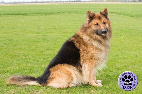 Simba - Adopted From Central German Shepherd Rescue - CGSR