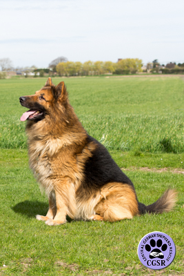 Simba - Adopted From Central German Shepherd Rescue - CGSR