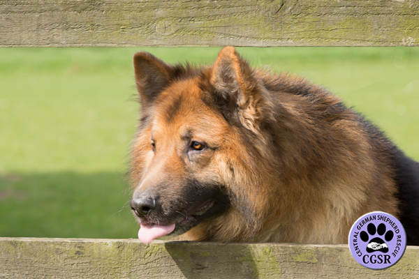 Simba - Adopted From Central German Shepherd Rescue - CGSR