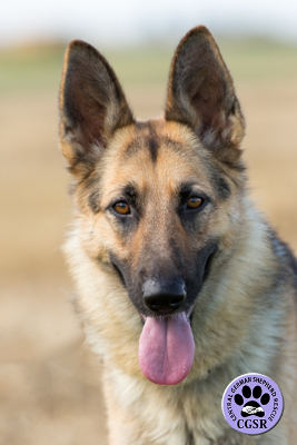 Storm successfully adopted from Central German Shepherd Rescue