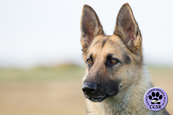 Storm - Central German Shepherd Rescue and the reason why you should get your home check done