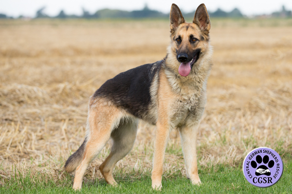Storm - successfully adopted from Central German Shepherd Rescue