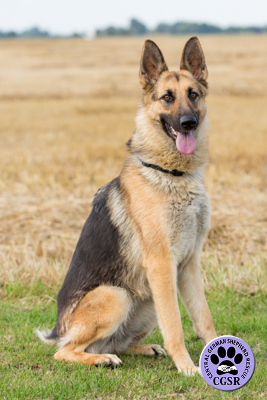 Storm - successfully adopted from Central German Shepherd Rescue