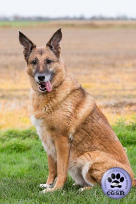 Suzie - successfully renited by Central German Shepherd Rescue