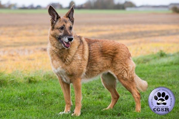 Suzie - currently looking for adoption with Central German Shepherd Rescue = www.centralgermanshepherdrescue.com/ - cgsr.co.uk