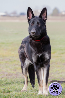 Tara - Central German Shepherd Rescue
