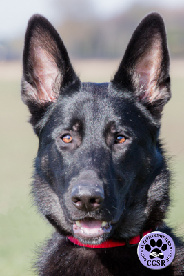 Tara - Central German Shepherd Rescue