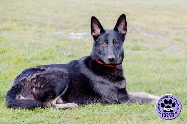 Tara - Central German Shepherd Rescue