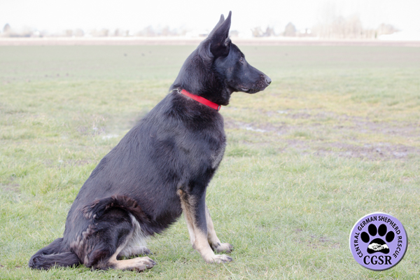 Tara - Central German Shepherd Rescue