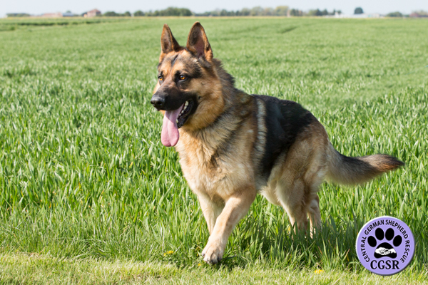 Taz - Central German Shepherd Rescue