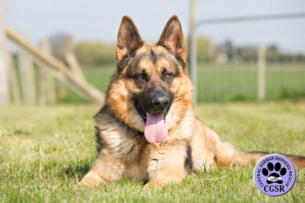 Taz - Central German Shepherd Rescue