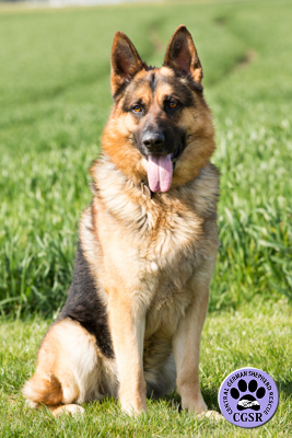 Taz - Central German Shepherd Rescue