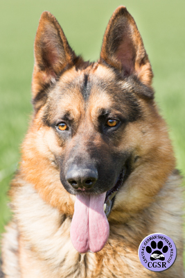 Taz - Central German Shepherd Rescue