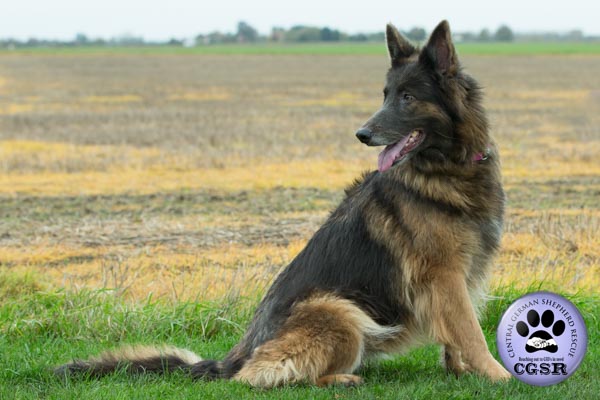 Tia - currently looking for adoption with Central German Shepherd Rescue = www.centralgermanshepherdrescue.com/ - cgsr.co.uk