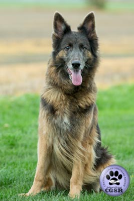 Tia - successfully renited by Central German Shepherd Rescue