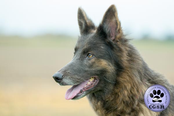 Tia - currently looking for adoption with Central German Shepherd Rescue = www.centralgermanshepherdrescue.com/ - cgsr.co.uk