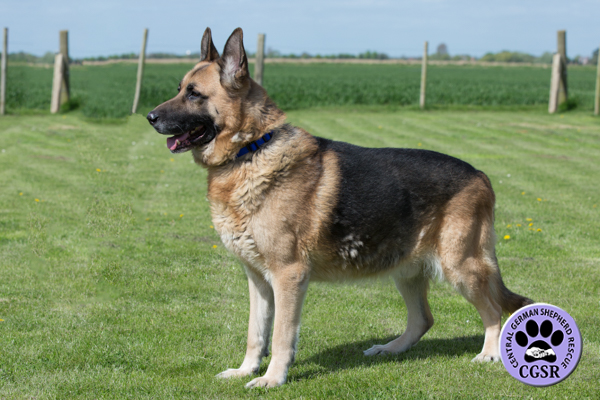 Tonka - Central German Shepherd Rescue - CGSR