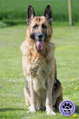 Tonka - Central German Shepherd Rescue - CGSR