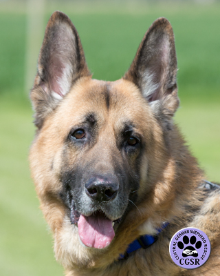 Tonka - Central German Shepherd Rescue - CGSR