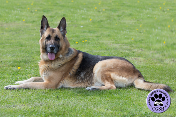 Tonka - Central German Shepherd Rescue - CGSR