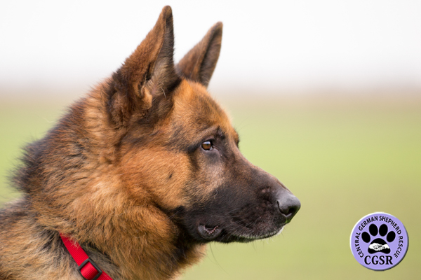Zak - Central German Shepherd Rescue