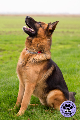 Zak - Central German Shepherd Rescue