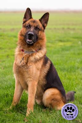 Zak - Central German Shepherd Rescue