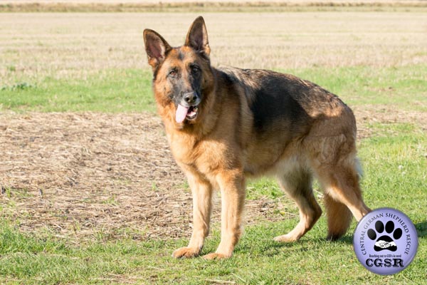 Zita - currently looking for adoption with Central German Shepherd Rescue = www.centralgermanshepherdrescue.com/ - cgsr.co.uk