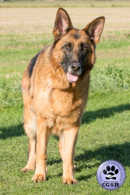 Zita - currently looking for adoption with Central German Shepherd Rescue = www.centralgermanshepherdrescue.com/ - cgsr.co.uk