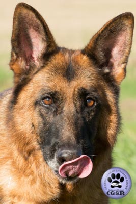 Zita - successfully adopted from Central German Shepherd Rescue