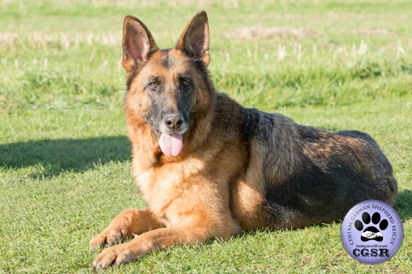 Zita - currently looking for adoption with Central German Shepherd Rescue = www.centralgermanshepherdrescue.com/ - cgsr.co.uk