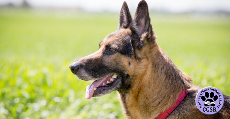 Central German Shepherd Rescue - Buddy