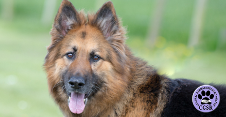 Central German Shepherd Rescue - Jack