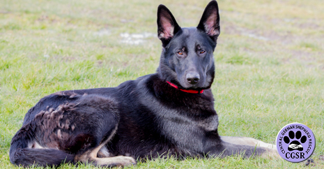 Central German Shepherd Rescue - Tara