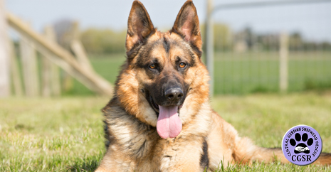 Central German Shepherd Rescue - Taz